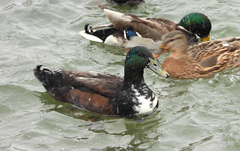 Anas platyrhynchos domesticus