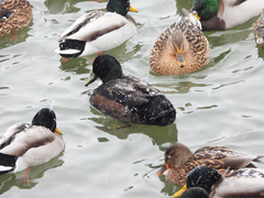 Anas platyrhynchos domesticus