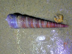 Turritella terebra