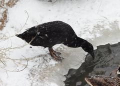 Anas platyrhynchos domesticus