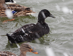 Anas platyrhynchos domesticus
