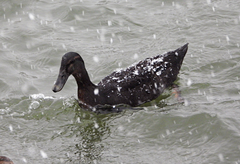 Anas platyrhynchos domesticus