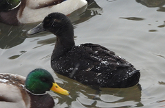 Anas platyrhynchos domesticus
