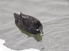 Anas platyrhynchos domesticus