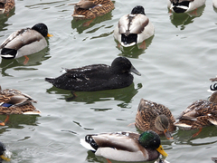 Anas platyrhynchos domesticus