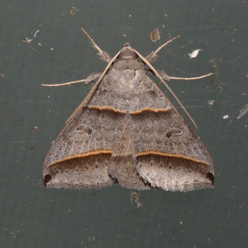 Black-tipped Ptichodis Moth photo 4