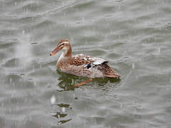 Anas platyrhynchos domesticus