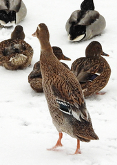 Anas platyrhynchos domesticus