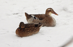 Anas platyrhynchos domesticus