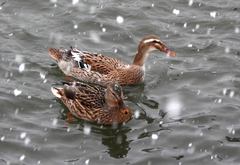 Anas platyrhynchos domesticus
