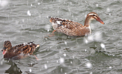 Anas platyrhynchos domesticus