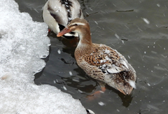 Anas platyrhynchos domesticus