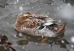 Anas platyrhynchos domesticus