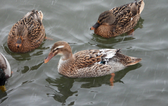 Anas platyrhynchos domesticus