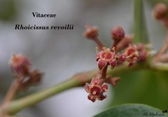 Rhoicissus revoilii
