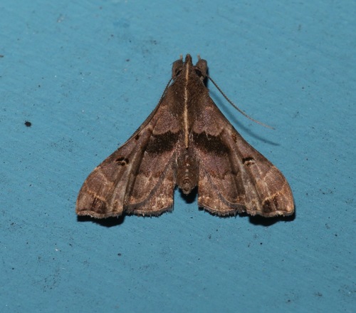 Faint-spotted Palthis Moth photo 5