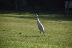 Bubulcus ibis