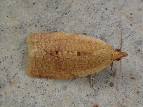 Privet Tortrix