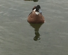 Anas platyrhynchos domesticus