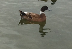 Anas platyrhynchos domesticus