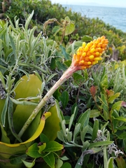 Aechmea comata