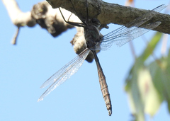 Somatochlora williamsoni