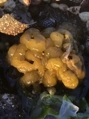 Ectocarpales