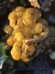 Ectocarpales