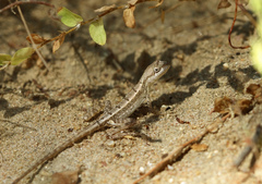 Sitana ponticeriana