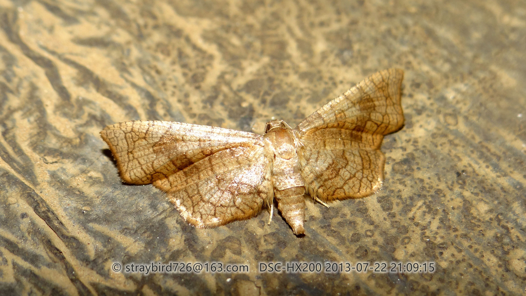 Rhodoneura midfascia