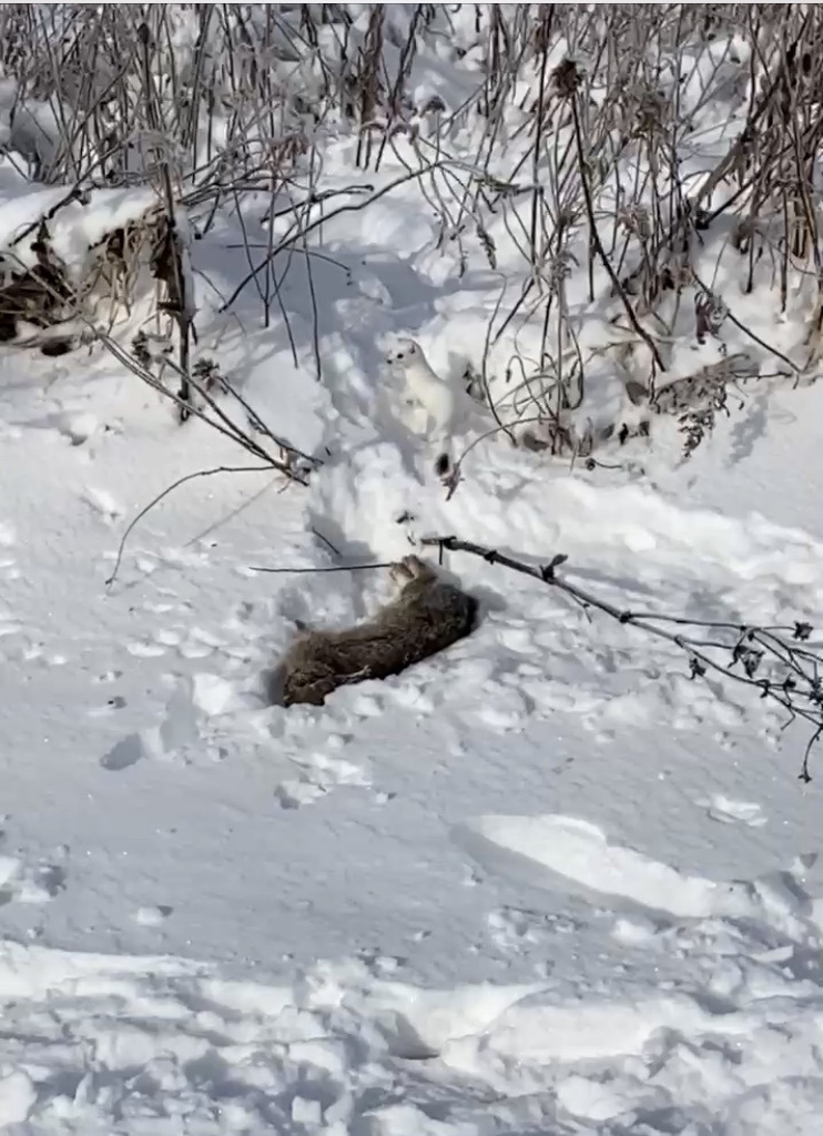 Long-tailed Weasel from Secret Bluff Dr, Verona, WI, US on December 13 ...