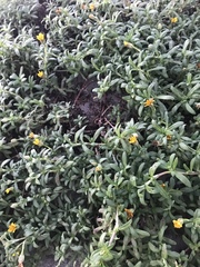 Pectis multiflosculosa