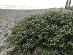 Pectis multiflosculosa