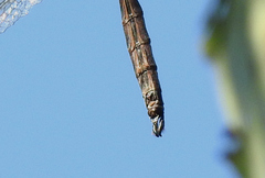 Somatochlora williamsoni