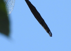 Somatochlora williamsoni