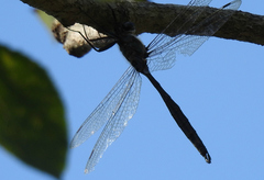 Somatochlora williamsoni