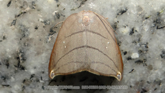 Pseudalbara parvula