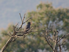 Hypsipetes ganeesa