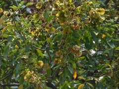 Pterocarpus marsupium