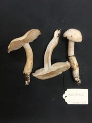 Tricholoma album