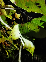 Sinomantis denticulata