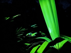 Sinomantis denticulata