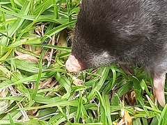 Chlorotalpa duthieae