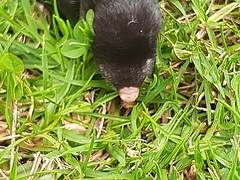 Chlorotalpa duthieae