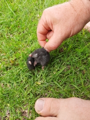 Chlorotalpa duthieae