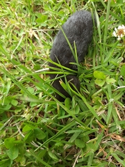 Chlorotalpa duthieae