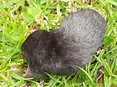 Chlorotalpa duthieae