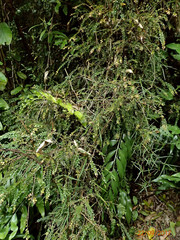 Metrosideros colensoi