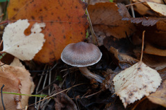 Cortinarius flexipes