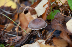 Cortinarius flexipes